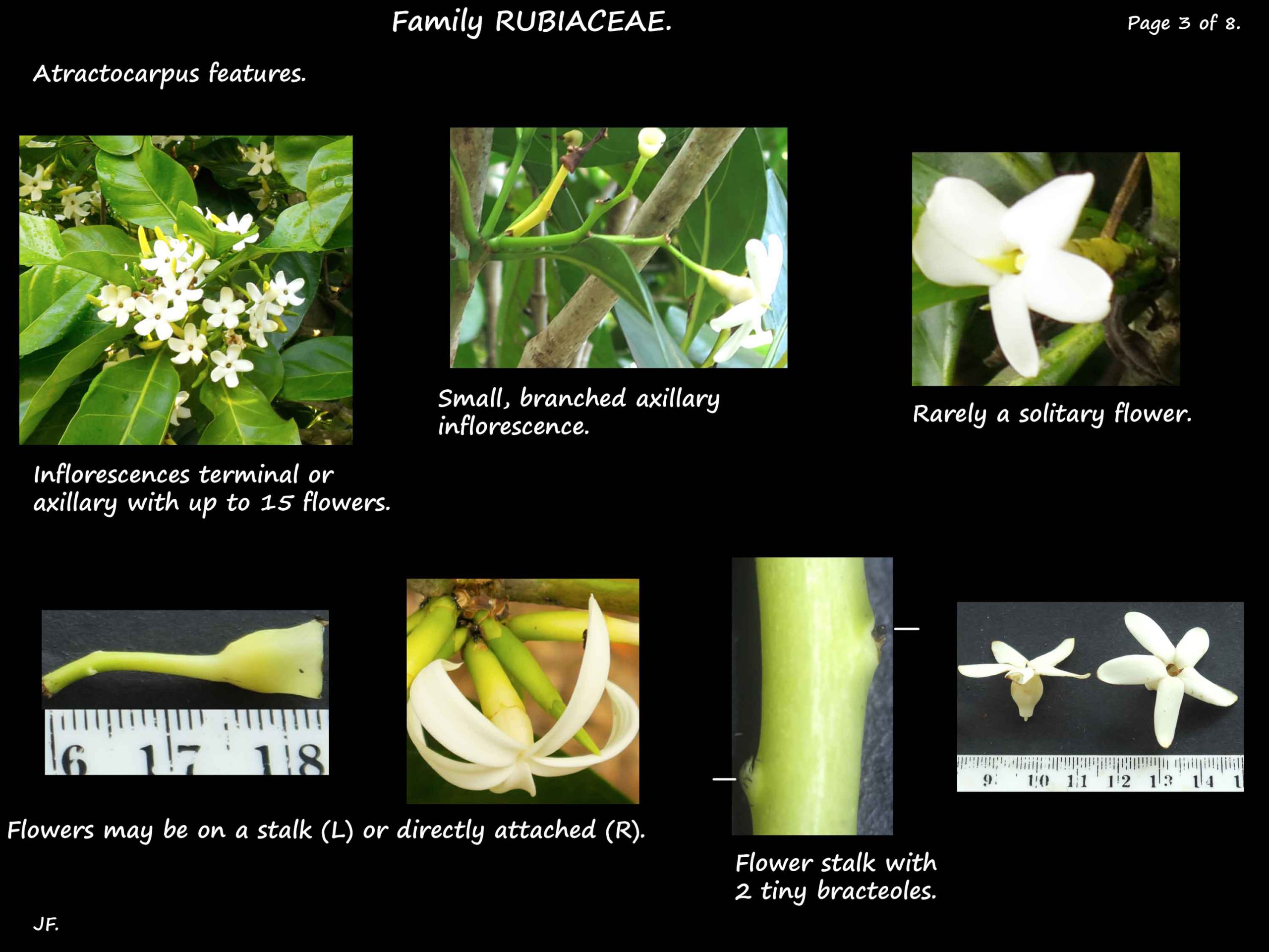 3 Atractocarpus flowers